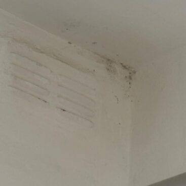 mould repair